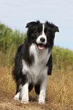 BORDER COLLIE 002